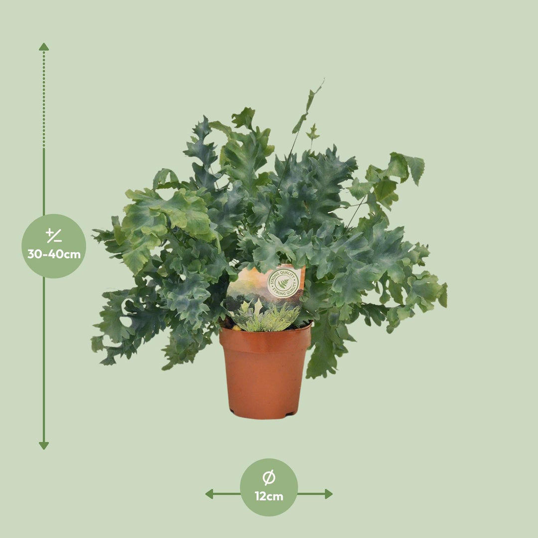 Phlebodium aureum 'Davana' - Ø12cm - ↕35cm