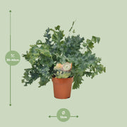 Phlebodium aureum 'Davana' - Ø12cm - ↕35cm