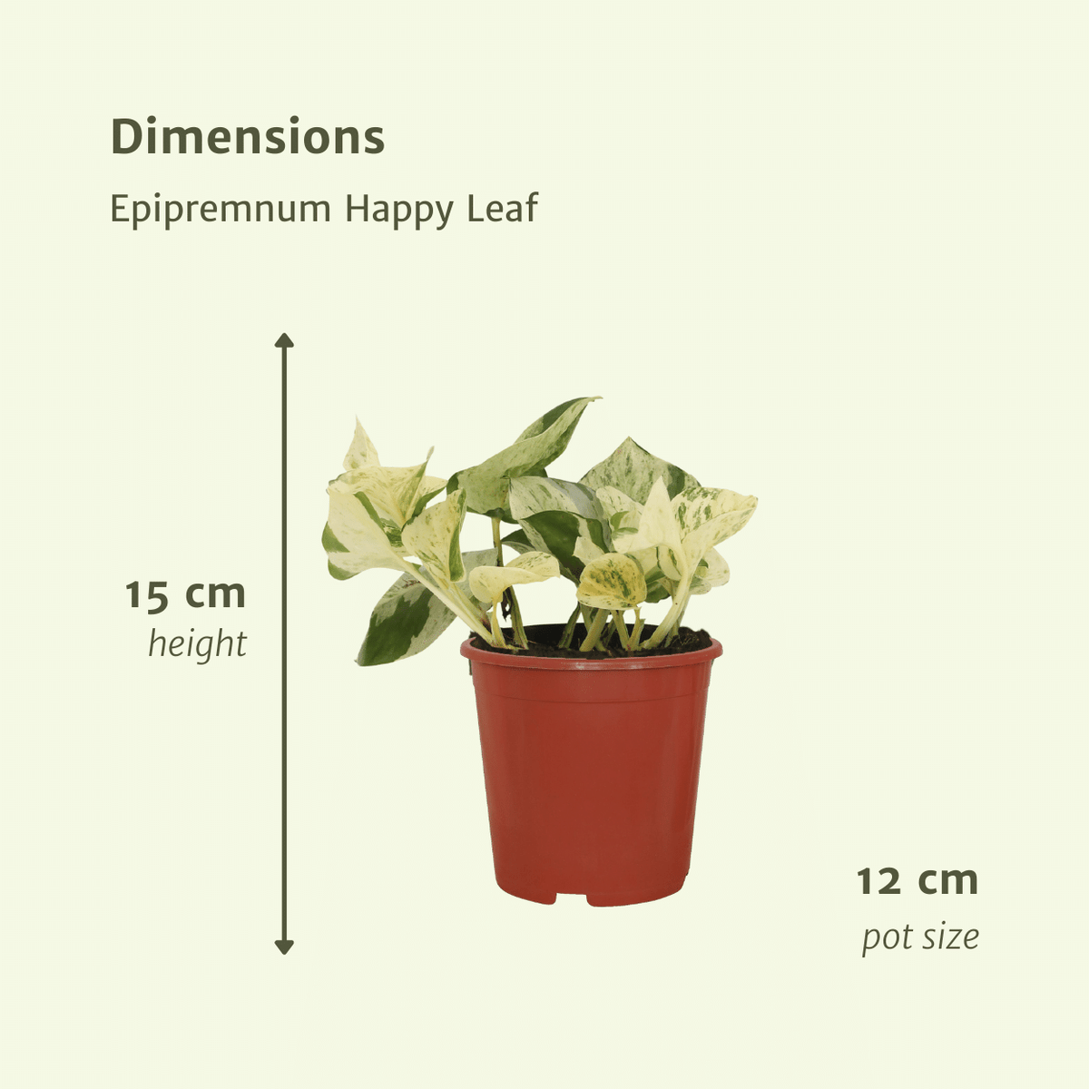 Epipremnum (Scindapsus) pinnatum 'Happy Leaf' - 4 plants - ø12 - ↕15cm