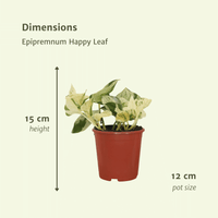 Epipremnum (Scindapsus) pinnatum 'Happy Leaf' - 4 plants - ø12 - ↕15cm