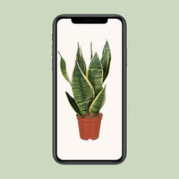 Sansevieria trifasciata 'Futura Superba' - Ø12cm - ↕40cm