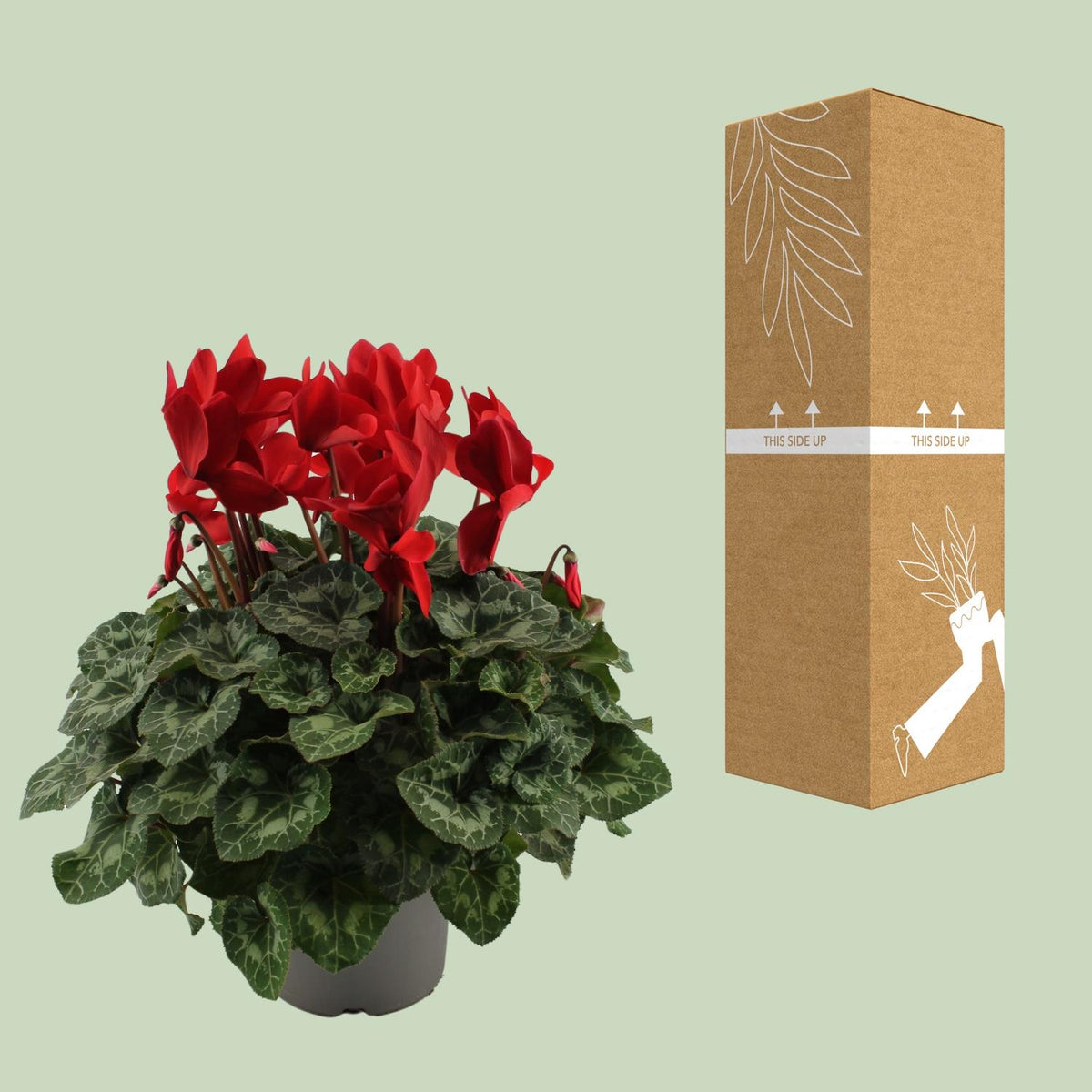 Ciclamino, Rosso - Ø17cm - ↕40cm