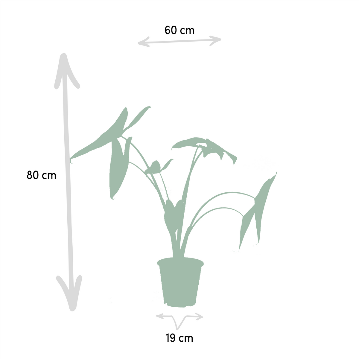 Tropical Trio - Monstera Deliciosa - Ø21cm - ↕75cm + Alocasia Zebrina - Ø19cm - ↕75cm + Strelitzia Nicolai - Ø19cm - ↕85cm