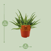 Aloe 'Spider' - Ø10,5cm - ↕15cm