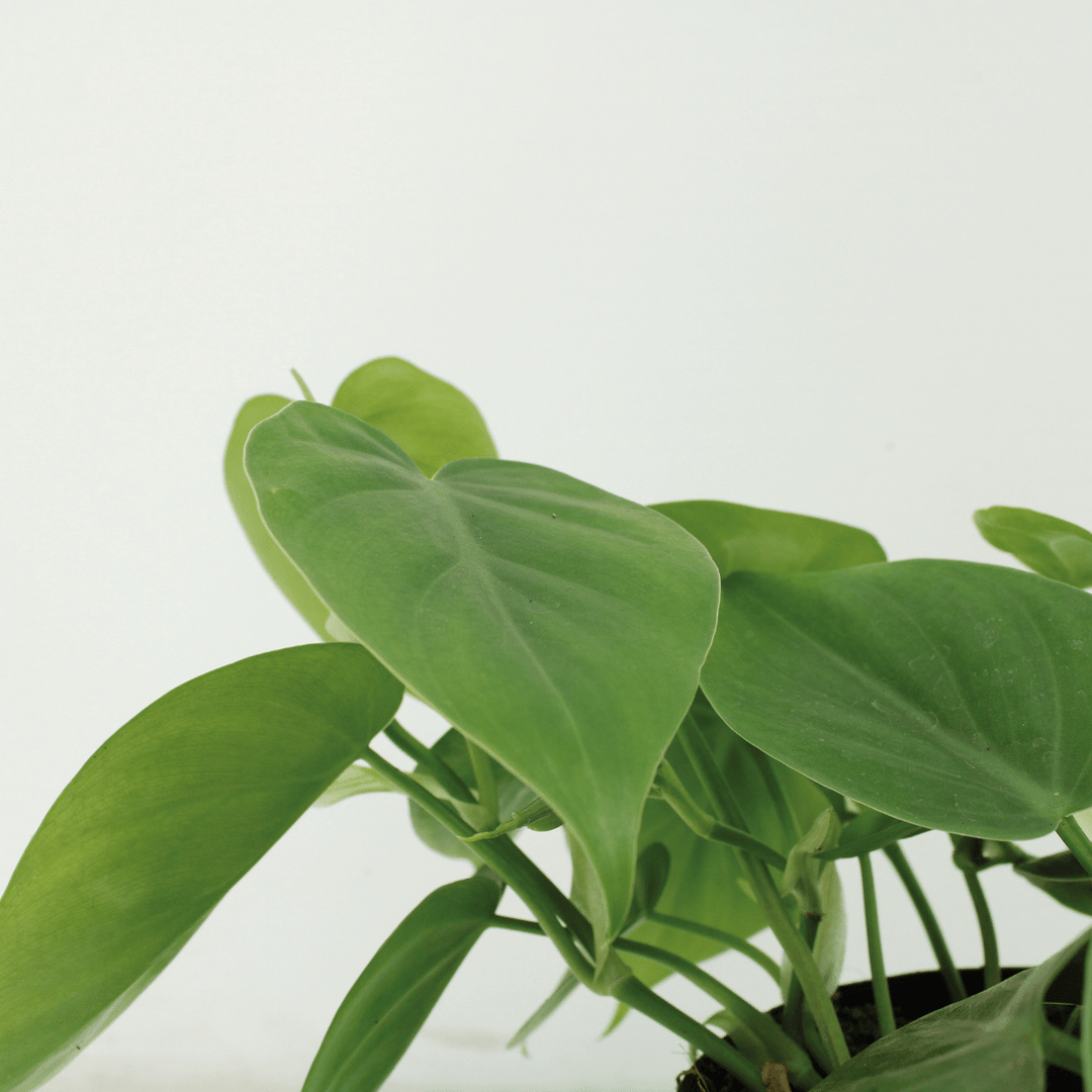 Philodendron scandens - 2 plants - ø12 - ↕15cm