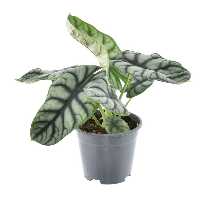 Alocasia nebula 'Silver Compacta' - Ø14cm - ↕30cm
