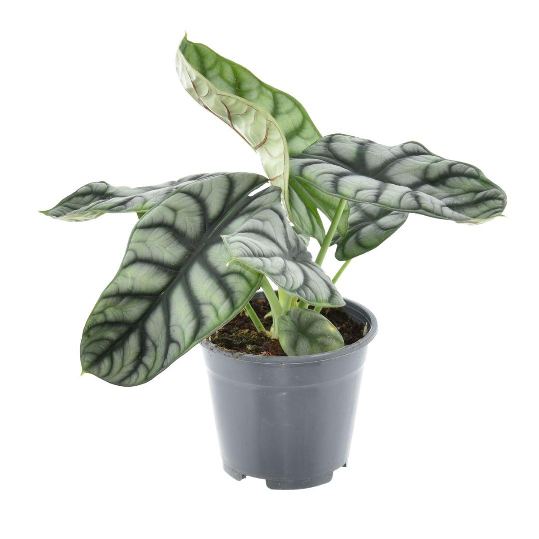 Alocasia nebula 'Silver Compacta' - Ø14cm - ↕30cm
