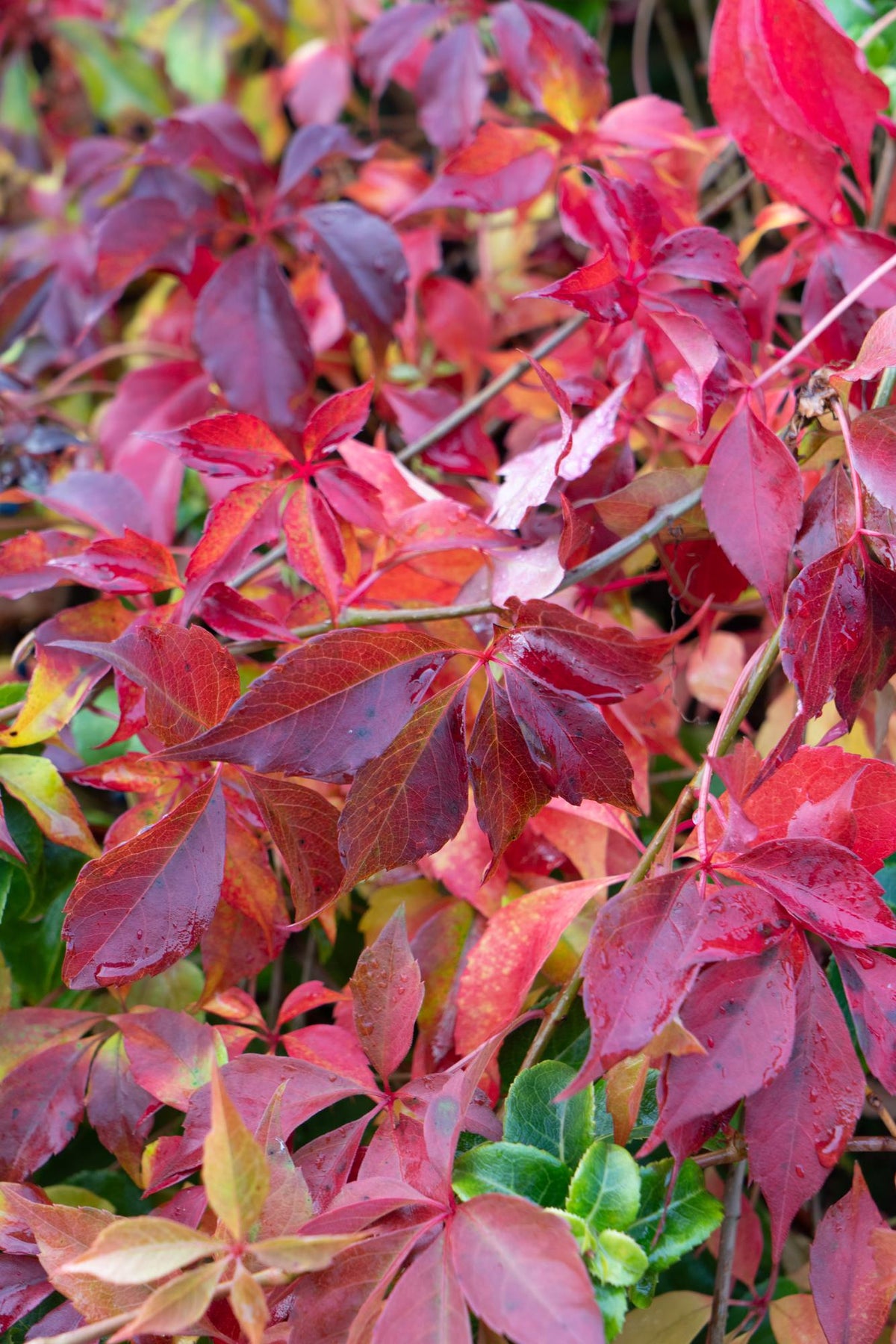 Parthenocissus henryana (Vite del Canada) - Ø15cm - ↕65cm