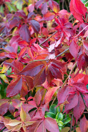 Parthenocissus henryana - Chinese Wild Winged - Ø15cm - ↕65cm