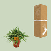 Chlorophytum comosum 'Ocean' - Ø15cm - ↕25cm