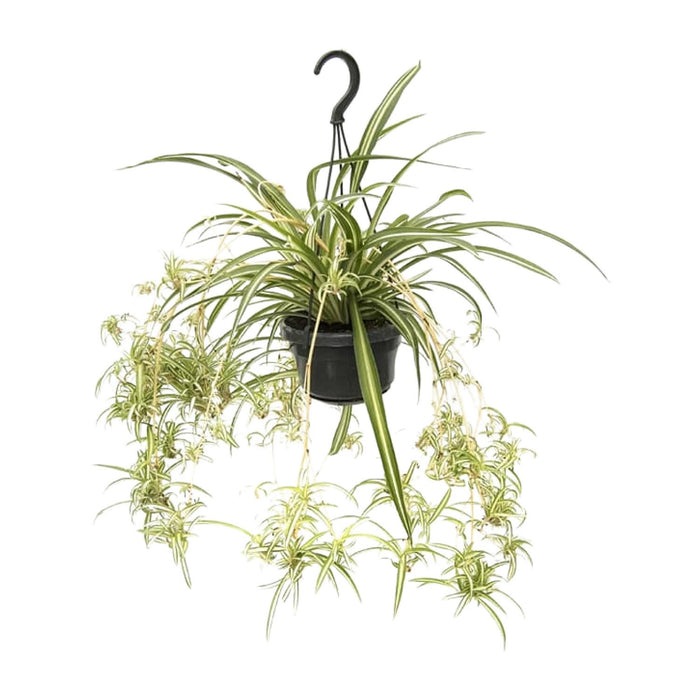 Chlorophytum comosum variegatum - Ø14cm - ↕55cm