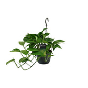 Epipremnum (Scindapsus) - Ø15cm - ↕45cm