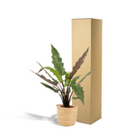 Load image into Gallery viewer, Alocasia lauterbachiana in Selin Basket - Ø19cm - ↕80cm