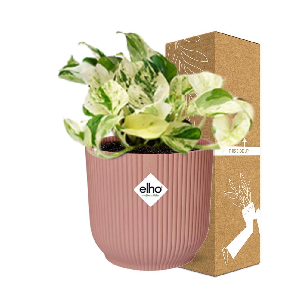 Epipremnum pinnatum 'Happy Leaf' in ELHO Vibes Fold, Pink, Ø14cm ↕15cm