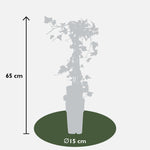 Load image into Gallery viewer, Hedera helix &#39;Goldheart&#39; - 4 plants - ↨65cm - Ø15
