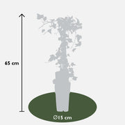 Hedera helix 'Goldheart' - 4 plants - ↨65cm - Ø15