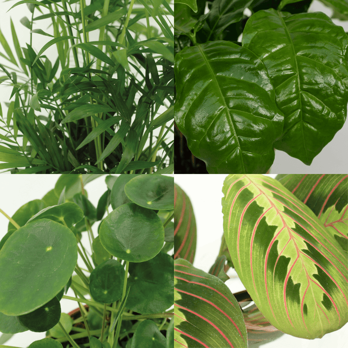 Animal-Friendly Plant Box - 4 plants - Ø12cm - ↕20-40cm