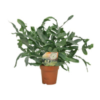 Phlebodium aureum 'Blue Star' - Ø12cm - ↕35cm