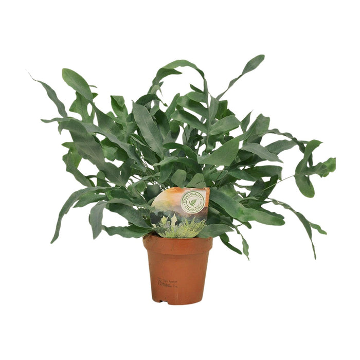 Phlebodium aureum 'Blue Star' - Ø12cm - ↕35cm