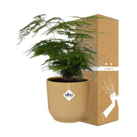 Asparagus setaceus ‘Plumosus’ in vaso ELHO Vibes Fold, Giallo, Ø14cm - ↕30cm