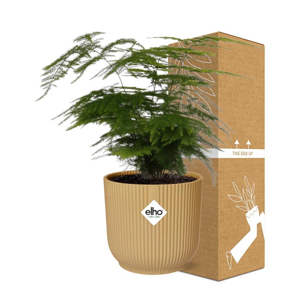 Asparagus setaceus ‘Plumosus’ in ELHO Vibes Fold Pot, Yellow, Ø14cm - ↕30cm