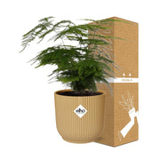 Asparagus setaceus ‘Plumosus’ in ELHO Vibes Fold Pot, Yellow, Ø14cm - ↕30cm