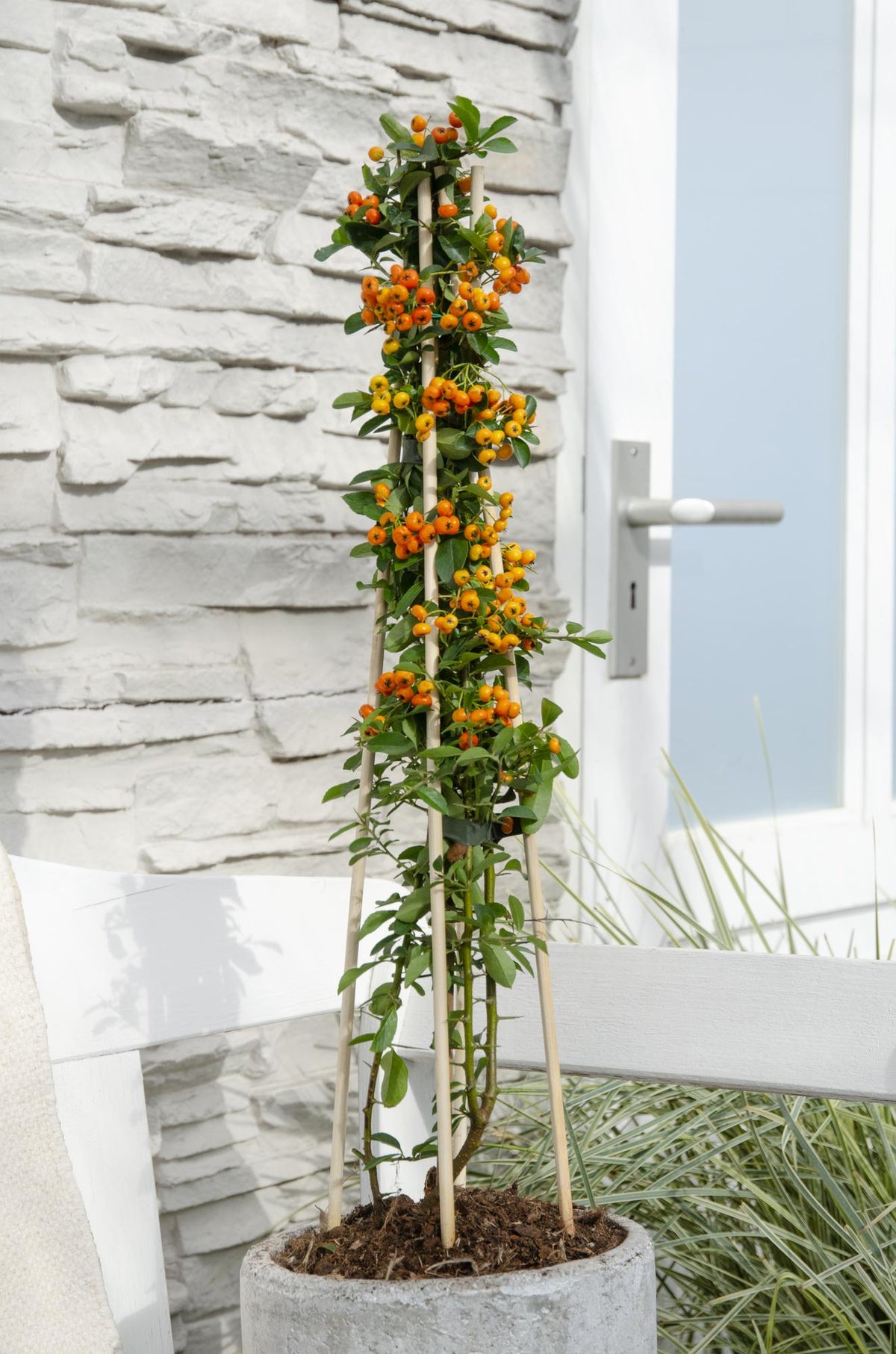Pyracantha 'Orange Glow' - ↨65cm - Ø15