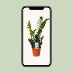 Load image into Gallery viewer, Zamioculcas zamiifolia - Ø14cm - ↕45cm