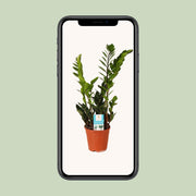 Zamioculcas zamiifolia - Ø14cm - ↕45cm