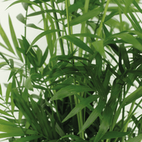 Chamaedorea elegans (Mexican Mountain Palm) - 2 plants - Ø17cm - ↕55cm