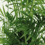 Chamaedorea elegans (Mexican Mountain Palm) - 2 plants - Ø17cm - ↕55cm