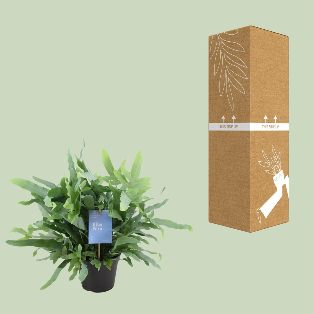 Phlebodium aureum 'Blue Fern' - Ø14cm - ↕40cm