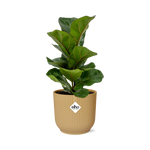 Load image into Gallery viewer, Ficus lyrata ‘Bambino’ in ELHO Vibes Fold Pot, Yellow, Ø14cm ↕35cm