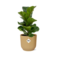 Ficus lyrata ‘Bambino’ in Vaso ELHO Vibes Fold, Giallo, Ø14cm ↕35cm