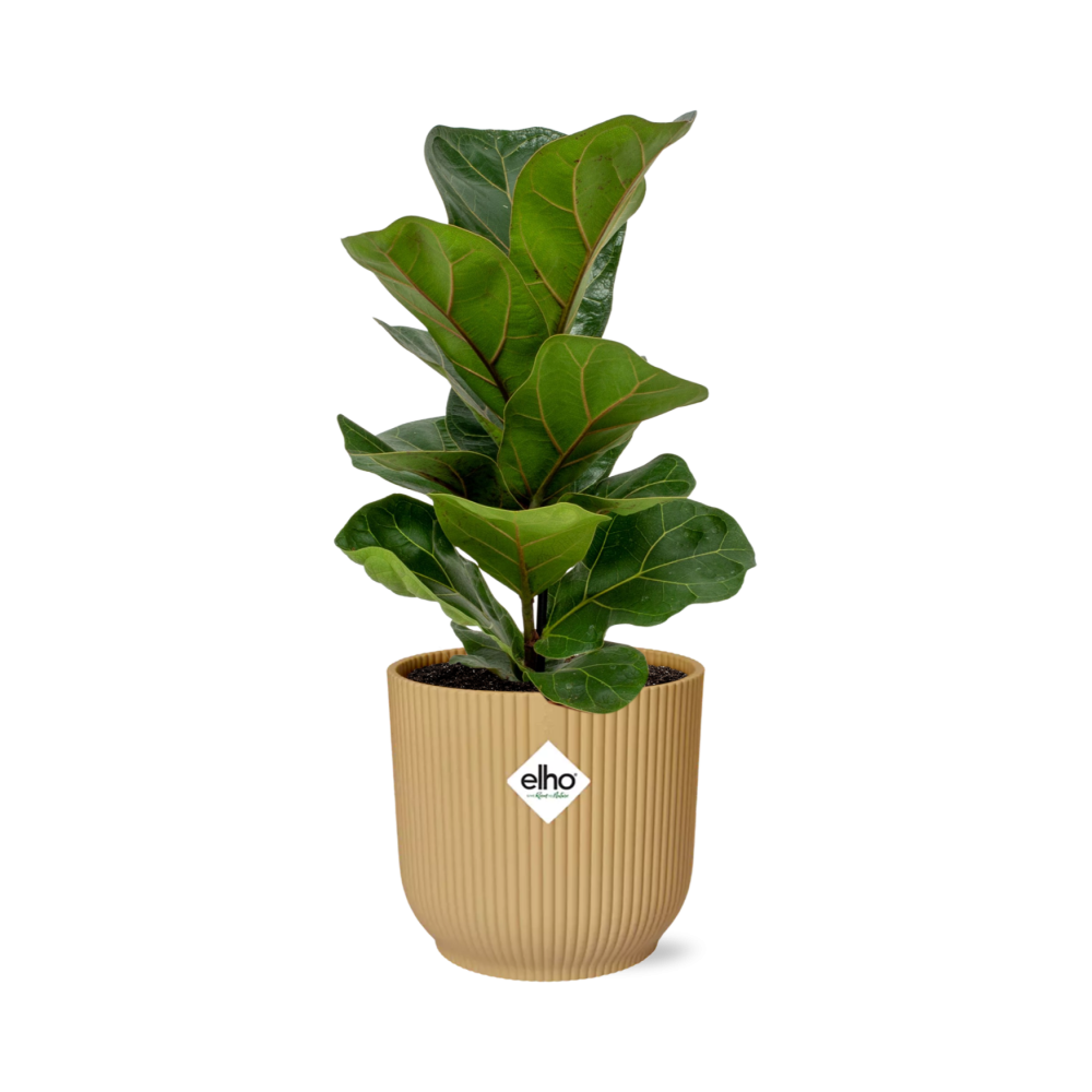 Ficus lyrata ‘Bambino’ in ELHO Vibes Fold Pot, Yellow, Ø14cm ↕35cm