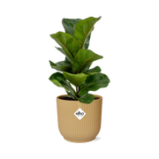 Ficus lyrata ‘Bambino’ in ELHO Vibes Fold Pot, Yellow, Ø14cm ↕35cm