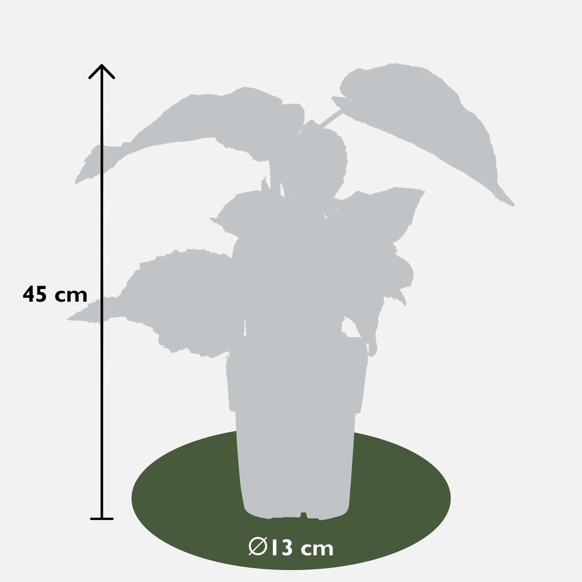 Actinidia delciosioa 'Jenny' (Kiwi) - Ø13cm - ↕45cm