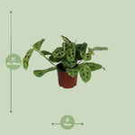 Load image into Gallery viewer, Maranta leuconeura 'Fascinator Variegata' - Ø12cm - ↕30cm