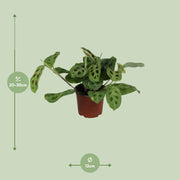 Maranta leuconeura 'Fascinator Variegata' - Ø12cm - ↕30cm