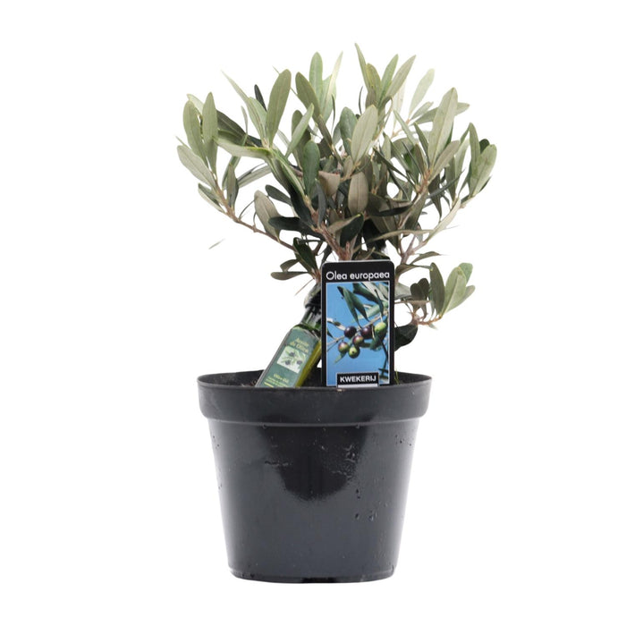 Olea europaea (Olive Tree) - Ø13cm - ↕25cm