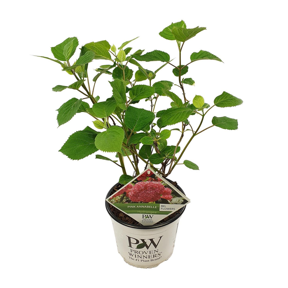Hydrangea arborescens 'Pink Annabelle' - Ø19cm - ↕30cm