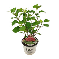 Hydrangea arborescens 'Pink Annabelle' - Ø19cm - ↕30cm