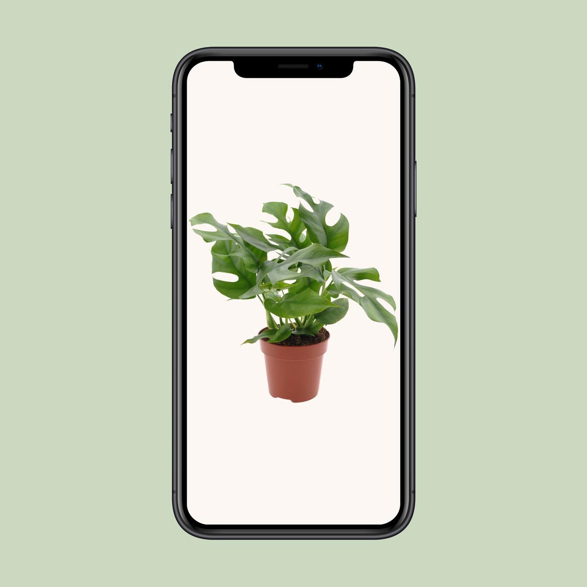 Monstera minima - Ø12cm - ↕25cm