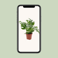 Monstera minima - Ø12cm - ↕25cm