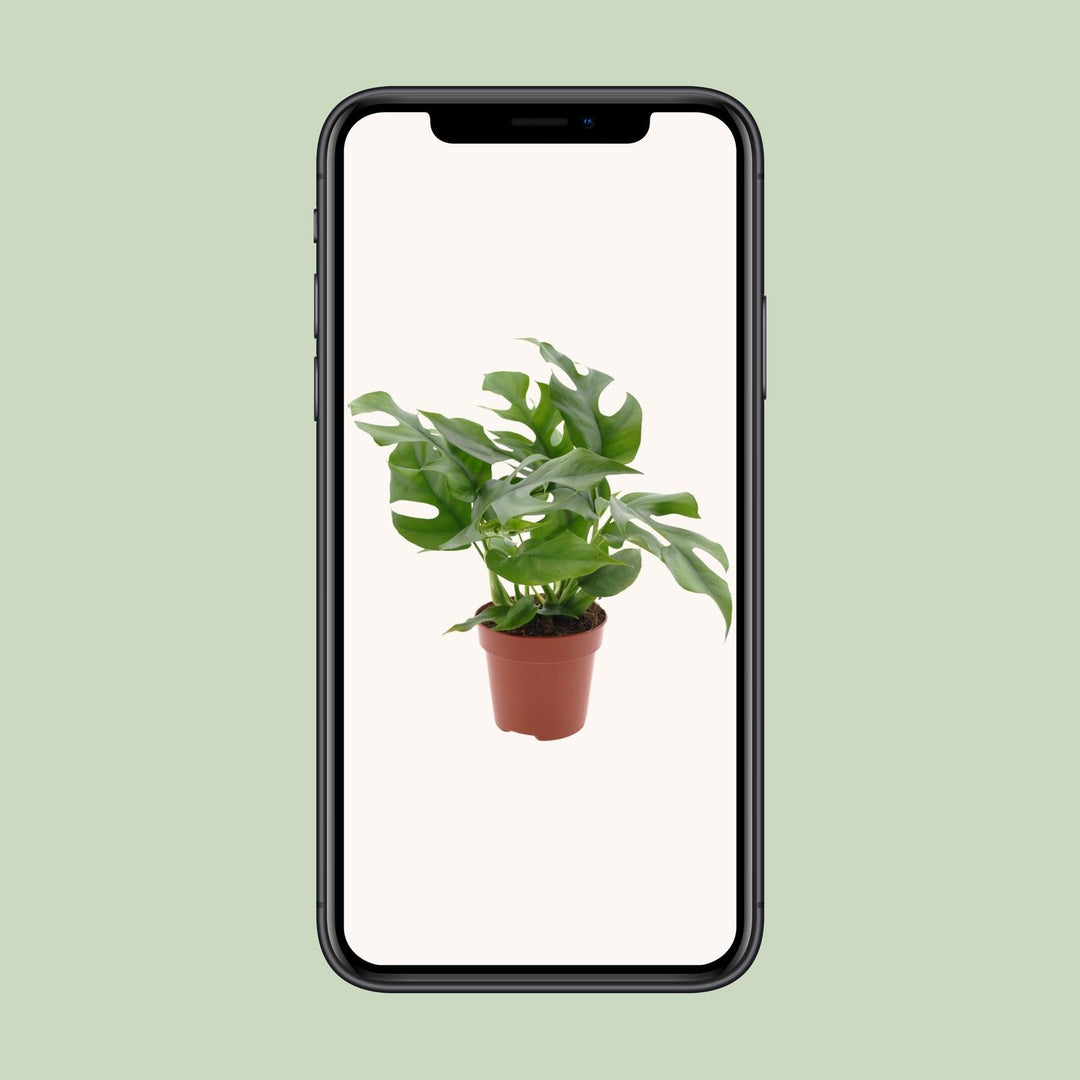Monstera minima - Ø12cm - ↕25cm