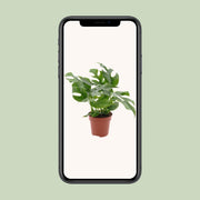 Monstera minima - Ø12cm - ↕25cm