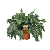 Phlebodium aureum 'Davana' - Ø26cm - ↕60cm