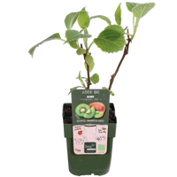 Actinidia delciosioa 'Jenny' (Kiwi) - Ø13cm - ↕45cm