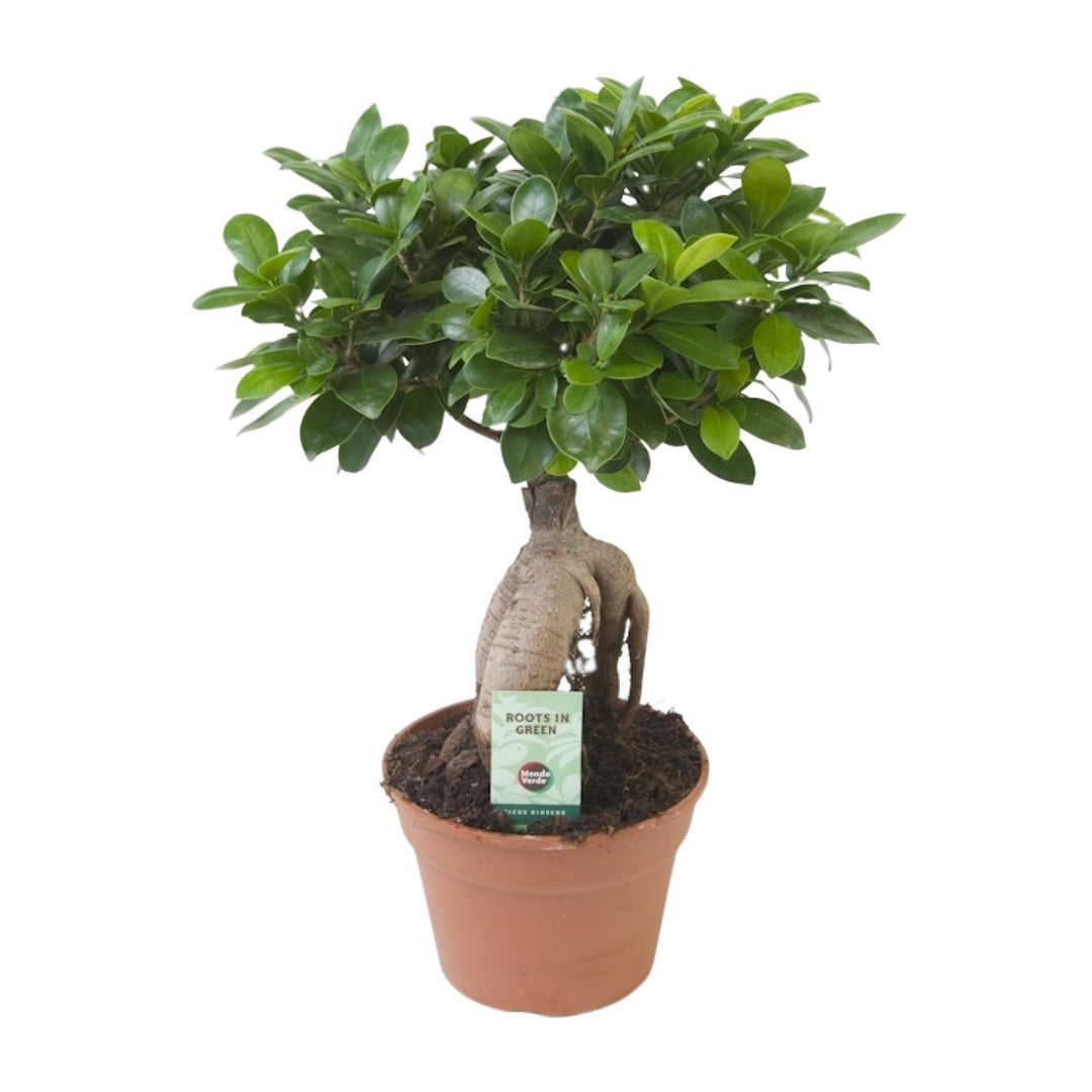 Ficus ginseng - Ø17cm - ↕40cm