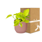 Load image into Gallery viewer, Epipremnum pinnatum ‘Golden Pothos’ - ↕10-20cm - in ELHO Vibes Fold, Pink, Ø14cm
